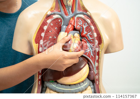 Student teenage learning anatomy biology with human body model in classroom at high school. Student teenage learning anatomy biology with human body model in classroom at high school. 114157367