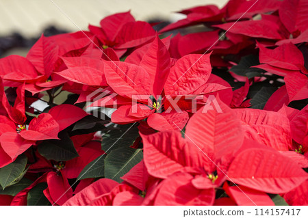 Poinsettia 114157417
