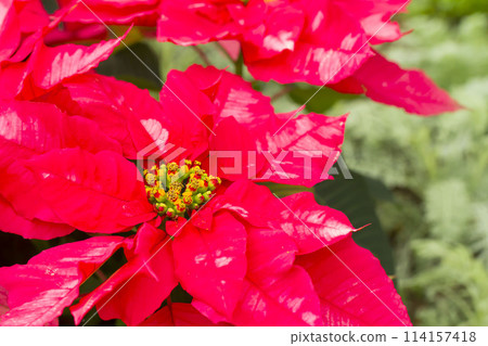 Poinsettia Poinsettia 114157418