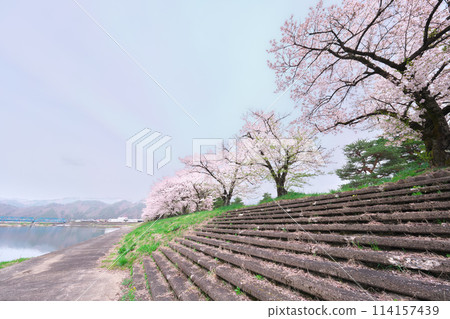 Hida Furukawa, Miyagawa River and cherry blossoms at Chiyonomatsubara Park 114157439