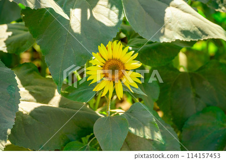 Sunflower field 114157453