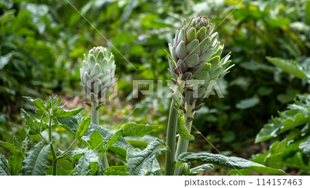 Artichokes growing in an agricultural field, healthy eating. High quality photo 114157463