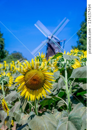 向日葵田 向日葵田 114157494