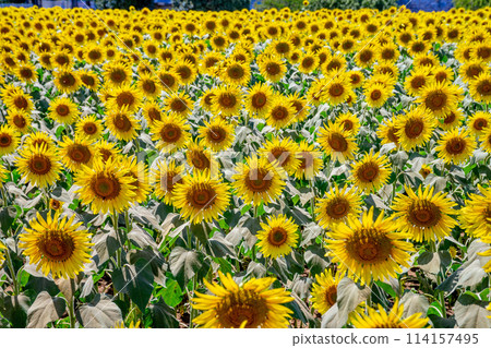 向日葵田 向日葵田 114157495