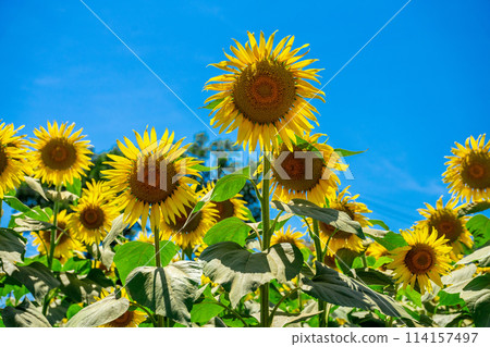 Sunflower field 114157497