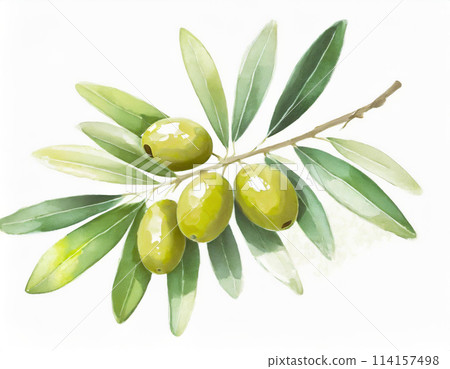 olive illustration 114157498