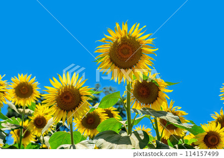 Sunflower field 114157499