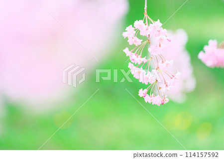 Cherry blossoms at Sakurano Park 114157592