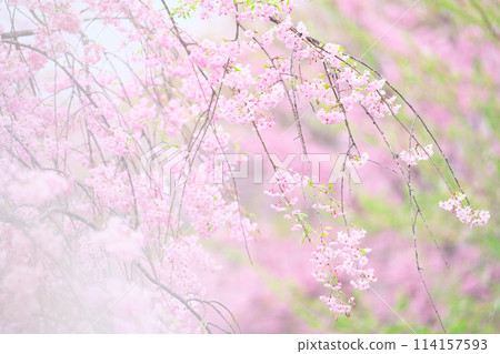 櫻野公園的櫻花 櫻野公園的櫻花 114157593