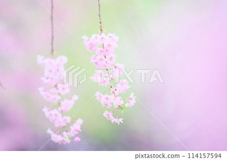 櫻野公園的櫻花 櫻野公園的櫻花 114157594