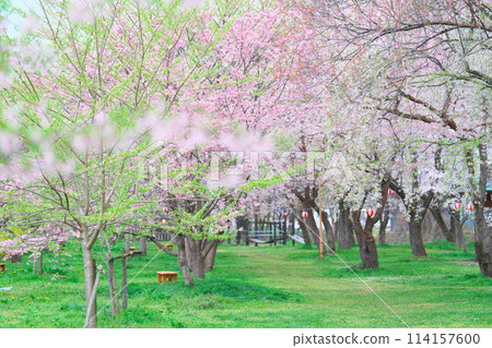 Cherry blossoms at Sakurano Park 114157600