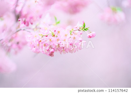 Cherry blossoms at Sakurano Park 114157642