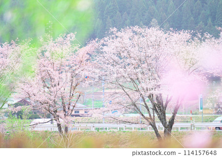 櫻野公園的櫻花 114157648