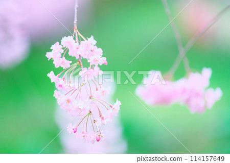 櫻野公園的櫻花 114157649