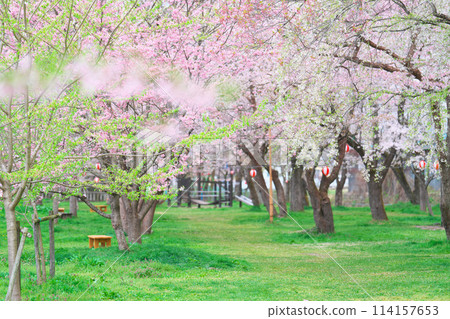 櫻野公園的櫻花 114157653