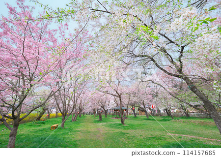 櫻野公園的櫻花 櫻野公園的櫻花 114157685