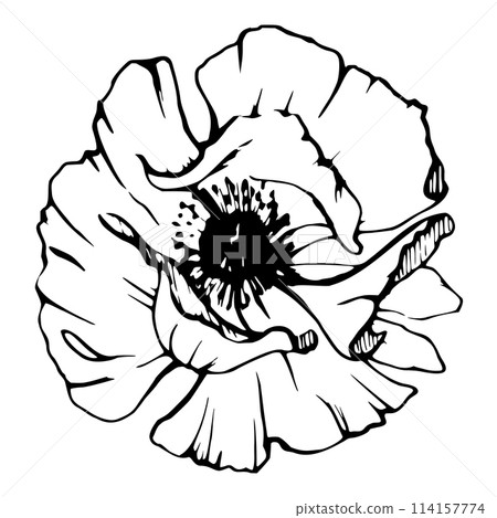Vector set of elements with hand drawn peony poppy flowers. Isolated on white background. Botanical graphic illustration. Design for invitations, wedding, love or greeting cards, paper, print, textile 114157774