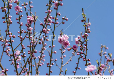 桃花 桃花 114157775