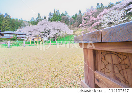 Garyusakura 114157867