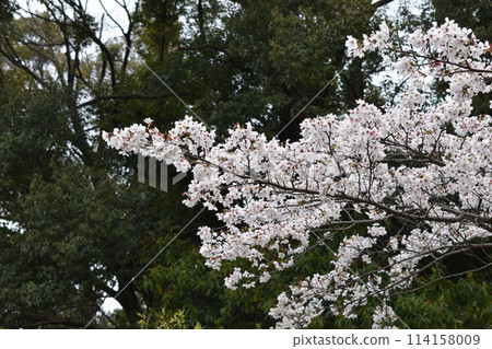 A single cherry tree in the forest 114158009