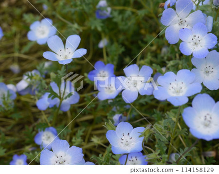 舍人公園內的 Nemophila 舍人公園內的 Nemophila 114158129