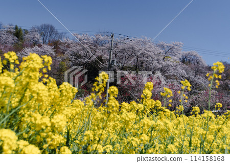 花見山櫻花和油菜花 花見山櫻花和油菜花 114158168