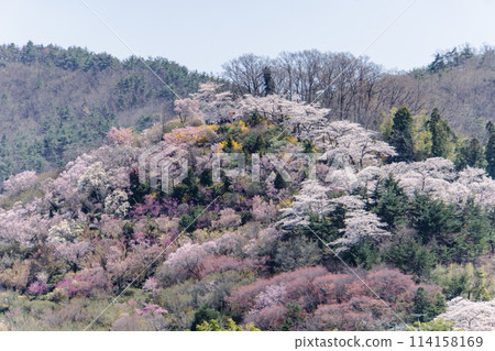 福島縣花見山的櫻花 福島縣花見山的櫻花 114158169