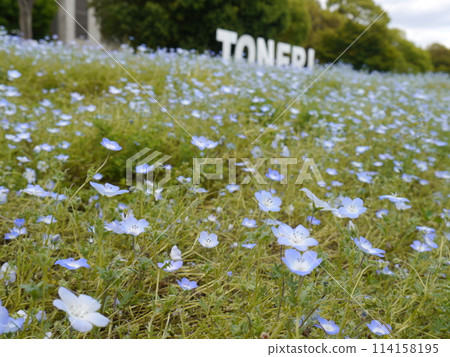 Nemophila in Toneri Park Nemophila in Toneri Park 114158195