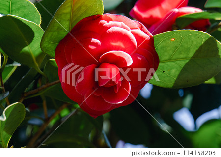 Red camellia 114158203