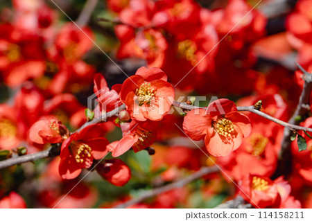 Red blurred flowers 114158211