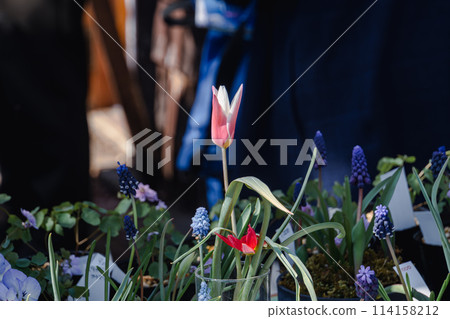 粉紅色的鬱金香花蕾 114158212