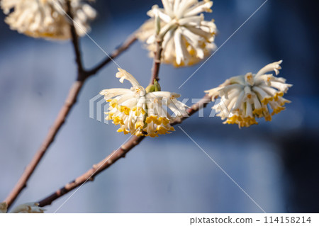 Mitumata flowers Mitumata flowers 114158214