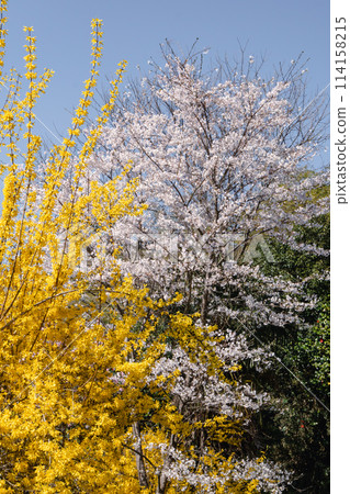 福島花見山的櫻花與連翹 福島花見山的櫻花與連翹 114158215