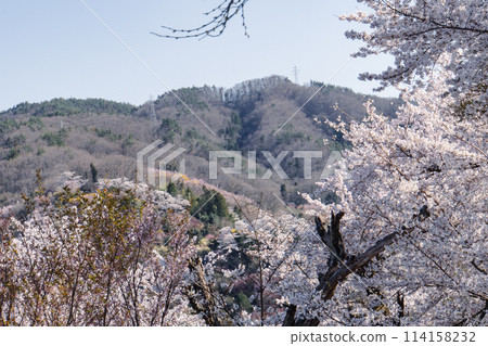 福島縣花見山的櫻花 福島縣花見山的櫻花 114158232