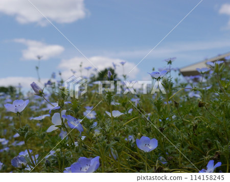 舍人公園內的 Nemophila 114158245