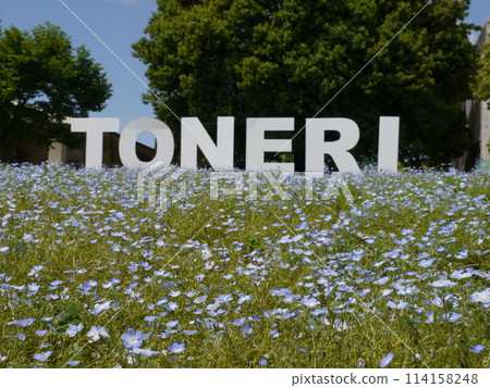 舍人公園內的 Nemophila 114158248