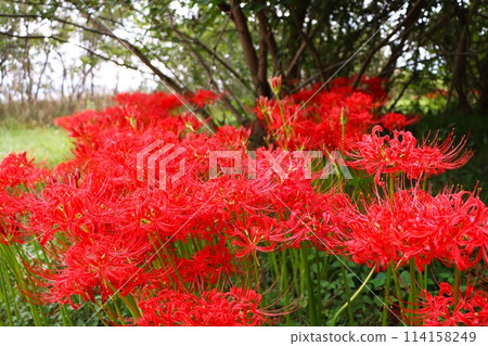 秋分前後綻放的神秘花朵 114158249