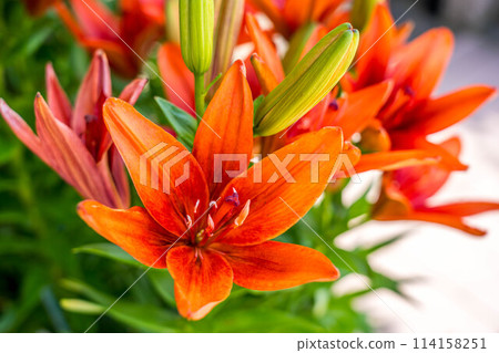 brightly colored lily flowers brightly colored lily flowers 114158251