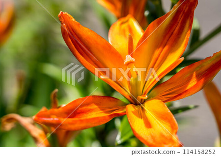 brightly colored lily flowers 114158252