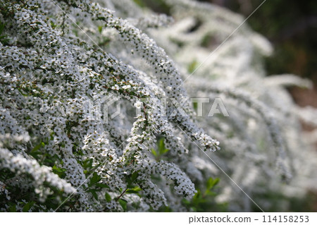 A plant that blooms flowers that look like snow A plant that blooms flowers that look like snow 114158253