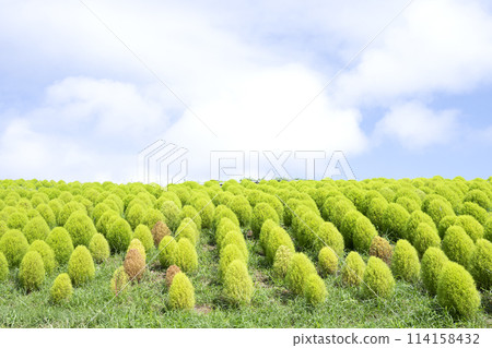 Fresh green kochia Fresh green kochia 114158432