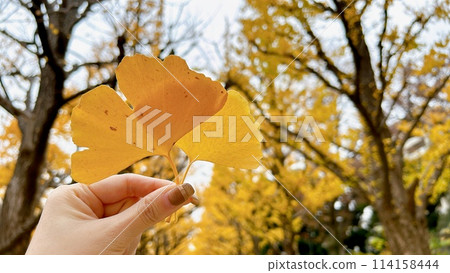 手握秋天公園撿來的大銀杏葉 114158444