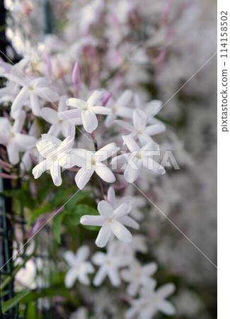 Jasmine flowers in the garden, close up of Hagoromo Jasmine, Hagoromo Jasmine flowers 114158502