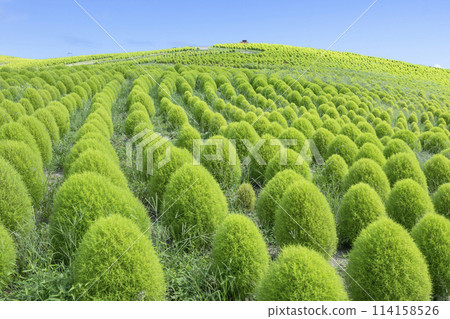 Fresh green kochia 114158526
