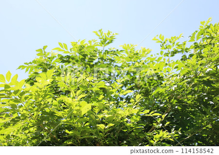 Vibrant striped ash in summer Vibrant striped ash in summer 114158542