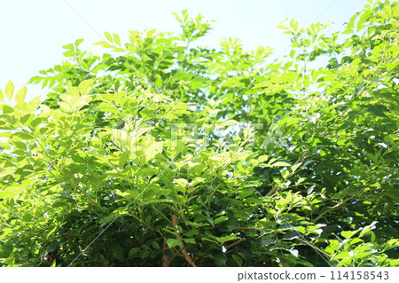 Vibrant striped ash in summer Vibrant striped ash in summer 114158543