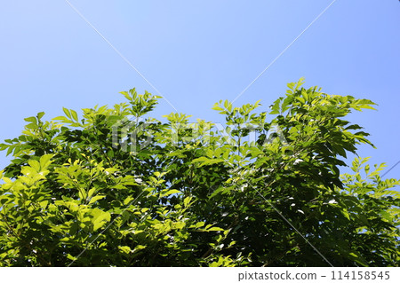 夏季條紋灰和藍天 夏季條紋灰和藍天 114158545