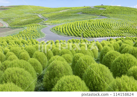 清爽的綠地膚子 114158624