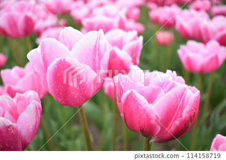 Field with beautiful pink tulips Field with beautiful pink tulips 114158719