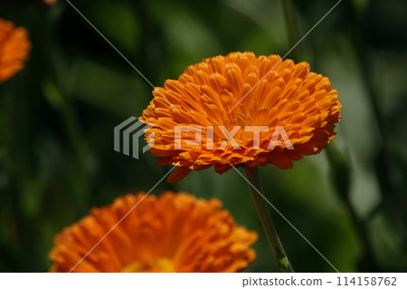 Spring April Orange Calendula Flowers 114158762